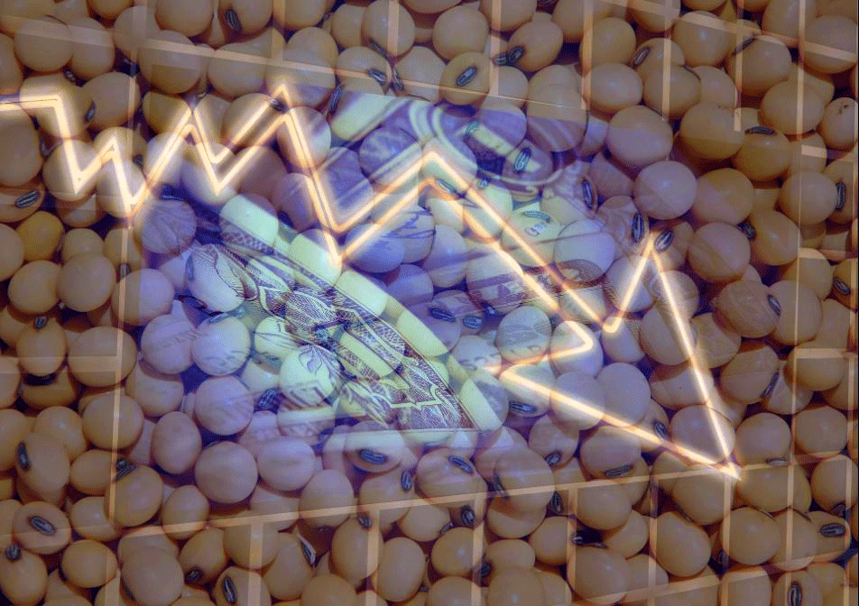 Cotações da soja caem em Chicago e impactam mercado brasileiro