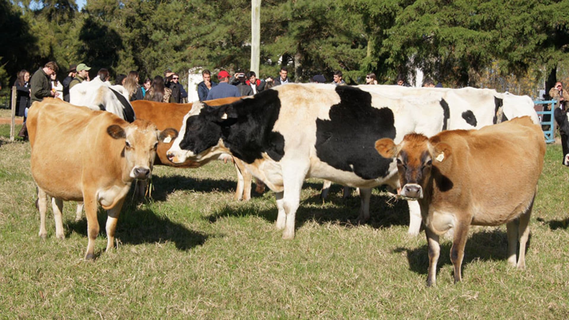 Aparece selo Beef on Dairy para cruzamento de gado leiteiro e de corte